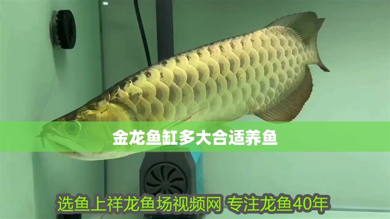 金龍魚缸多大合適養(yǎng)魚