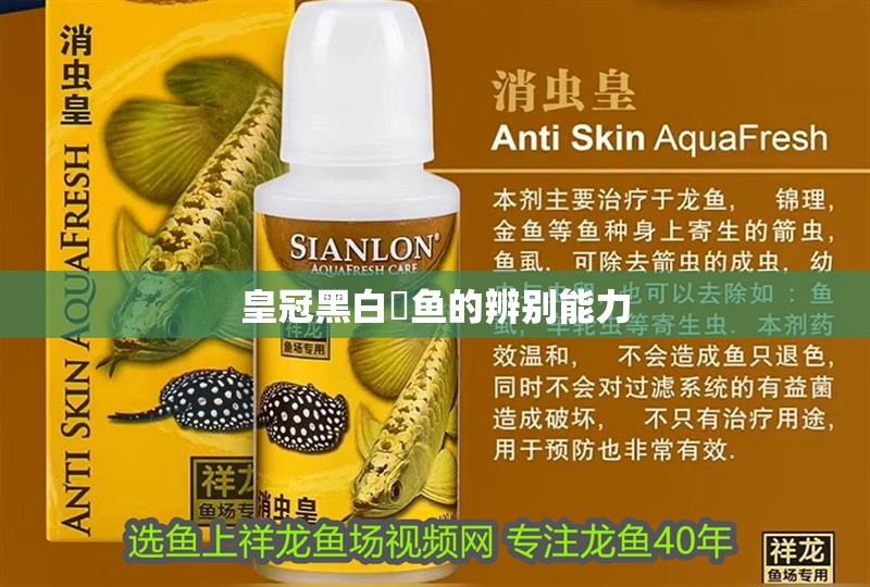 皇冠黑白魟魚的辨別能力