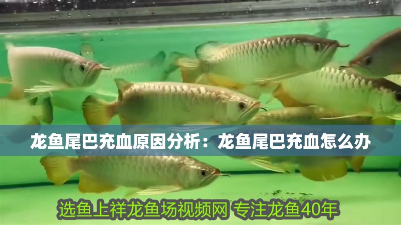 龍魚(yú)尾巴充血原因分析：龍魚(yú)尾巴充血怎么辦