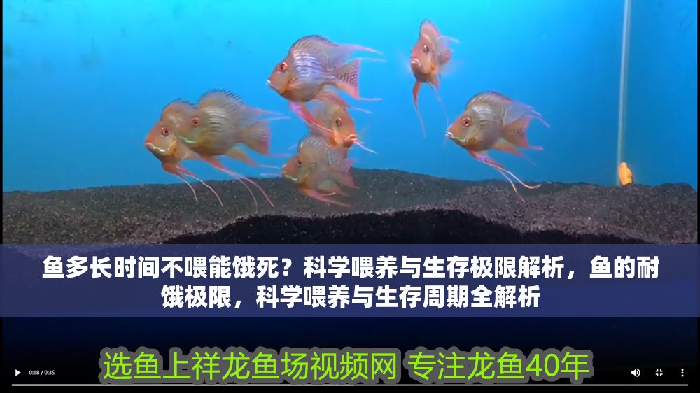 魚多長(zhǎng)時(shí)間不喂能餓死？科學(xué)喂養(yǎng)與生存極限解析，魚的耐餓極限，科學(xué)喂養(yǎng)與生存周期全解析