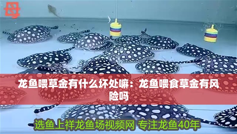 龍魚喂草金有什么壞處嘛：龍魚喂食草金有風險嗎