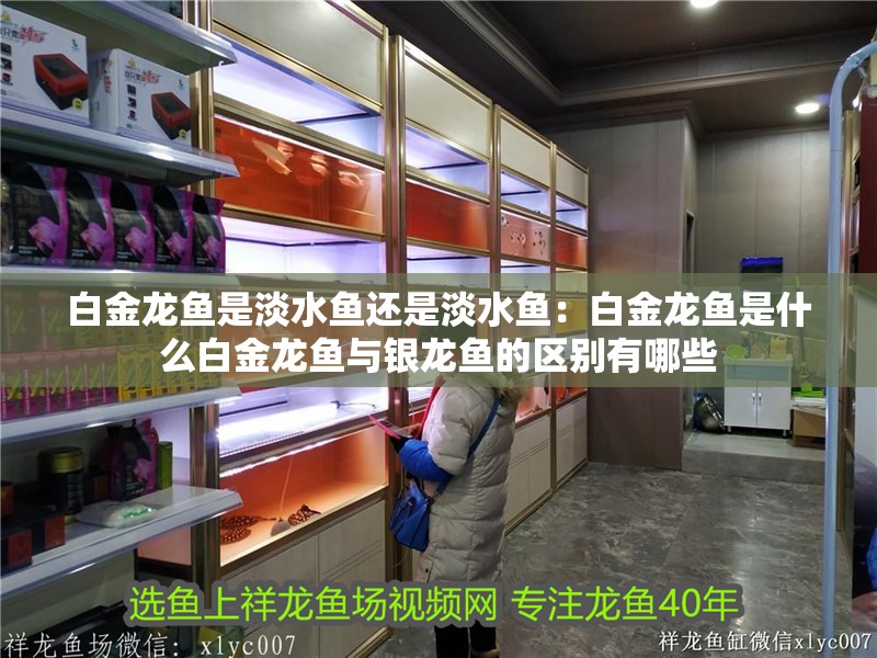 白金龍魚是淡水魚還是淡水魚：白金龍魚是什么白金龍魚與銀龍魚的區別有哪些