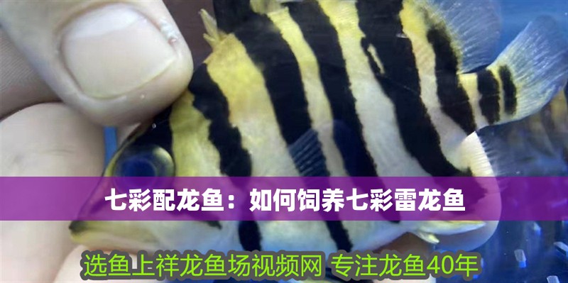 七彩配龍魚：如何飼養七彩雷龍魚