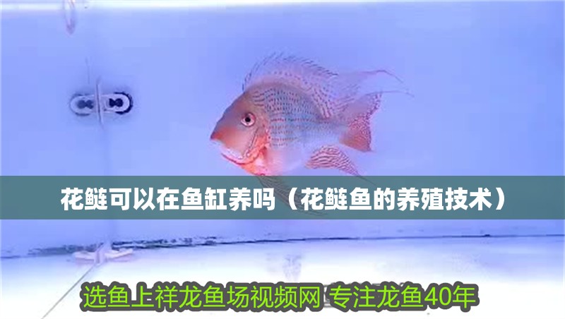 花鰱可以在魚缸養嗎（花鰱魚的養殖技術）