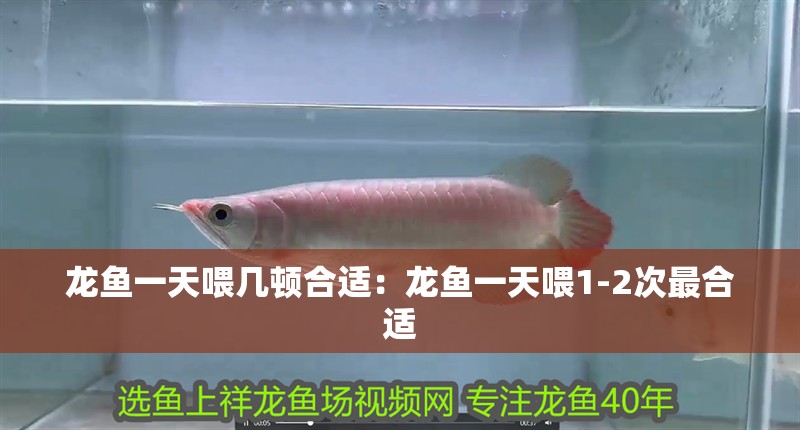 龍魚一天喂幾頓合適：龍魚一天喂1-2次最合適