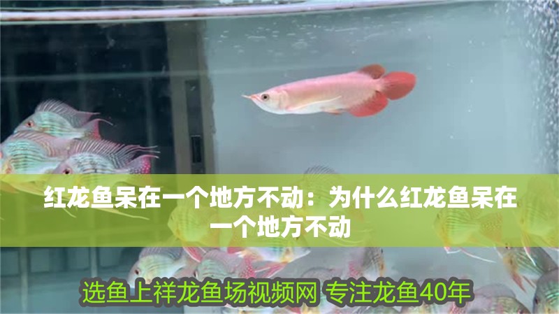 紅龍魚(yú)呆在一個(gè)地方不動(dòng)：為什么紅龍魚(yú)呆在一個(gè)地方不動(dòng)