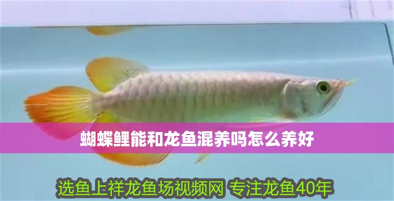 龍魚干蝦有營養(yǎng)嗎 蝴蝶鯉能和龍魚混養(yǎng)嗎怎么養(yǎng)好 龍魚百科 蝴蝶鯉能和龍魚混養(yǎng)嗎怎么養(yǎng)好 蝴蝶鯉能和龍魚混養(yǎng)嗎怎么養(yǎng)好 龍魚百科