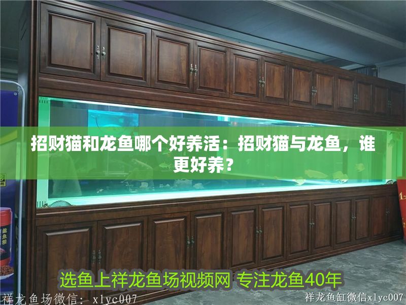 招財貓和龍魚哪個好養活：招財貓與龍魚，誰更好養？