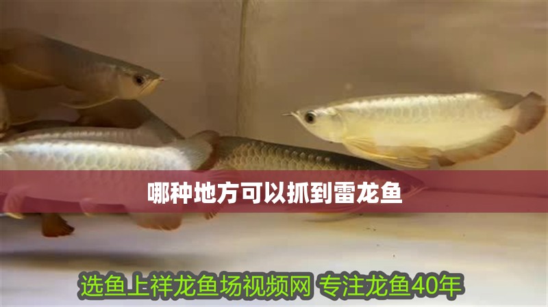 哪種地方可以抓到雷龍魚