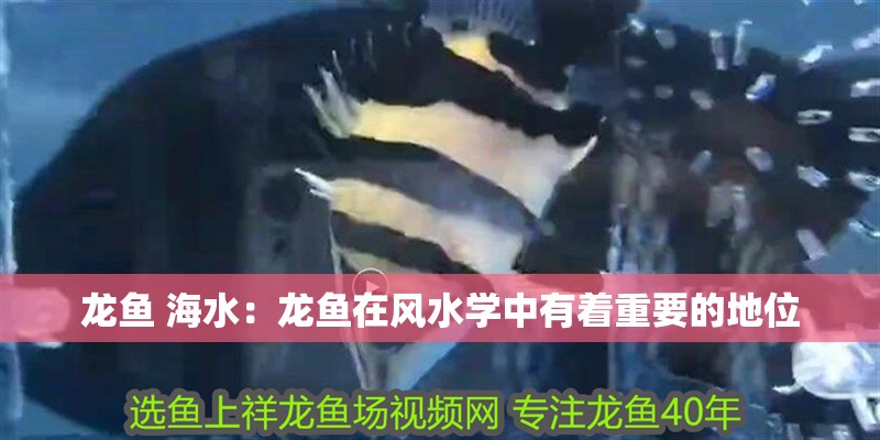 龍魚 海水：龍魚在風水學中有著重要的地位