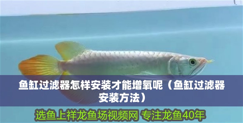 魚(yú)缸過(guò)濾器怎樣安裝才能增氧呢（魚(yú)缸過(guò)濾器安裝方法）
