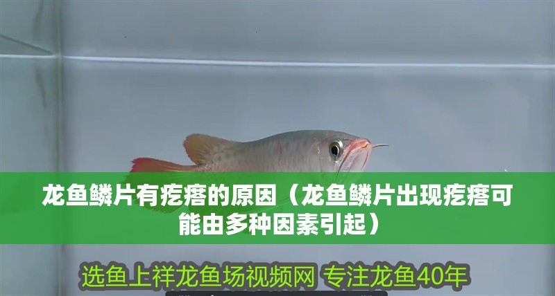 龍魚鱗片有疙瘩的原因（龍魚鱗片出現(xiàn)疙瘩可能由多種因素引起）