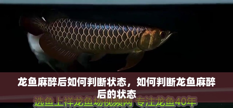 龍魚麻醉后如何判斷狀態，如何判斷龍魚麻醉后的狀態