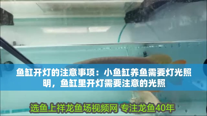 魚缸開燈的注意事項：小魚缸養魚需要燈光照明，魚缸里開燈需要注意的光照