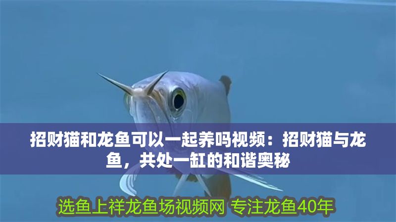 招財貓和龍魚可以一起養嗎視頻：招財貓與龍魚，共處一缸的和諧奧秘