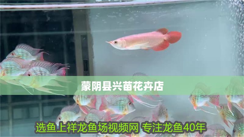 蒙陰縣興苗花卉店 蒙陰縣興苗花卉店 全國水族館企業(yè)名錄 第1張