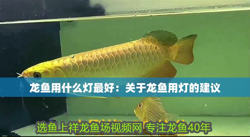 龍魚用什么燈最好：關于龍魚用燈的建議