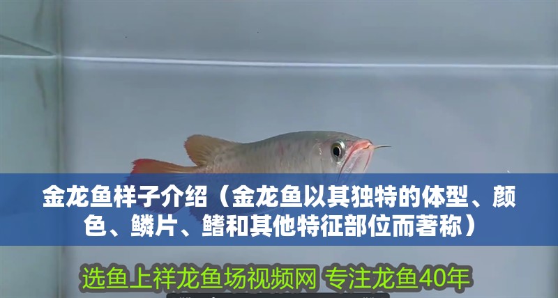 金龍魚樣子介紹（金龍魚以其獨特的體型、顏色、鱗片、鰭和其他特征部位而著稱）