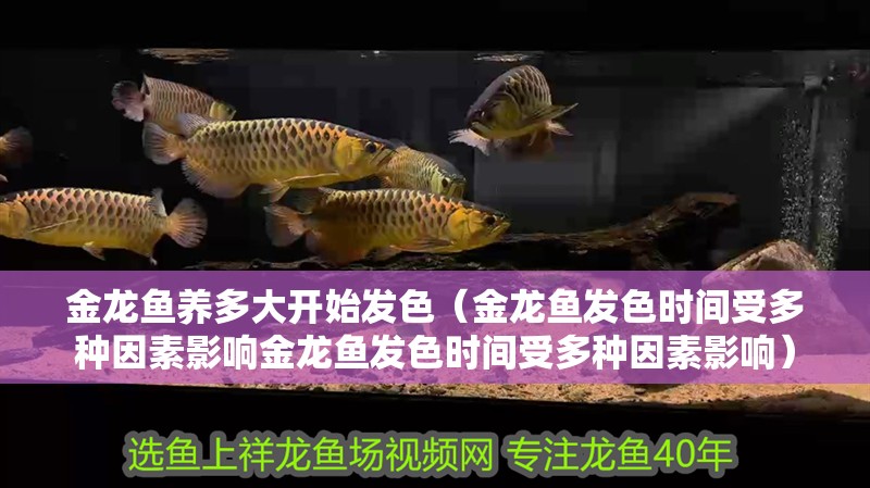 金龍魚養多大開始發色（金龍魚發色時間受多種因素影響金龍魚發色時間受多種因素影響）