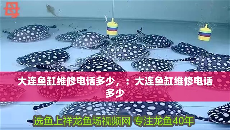 大連魚缸維修電話多少，：大連魚缸維修電話多少