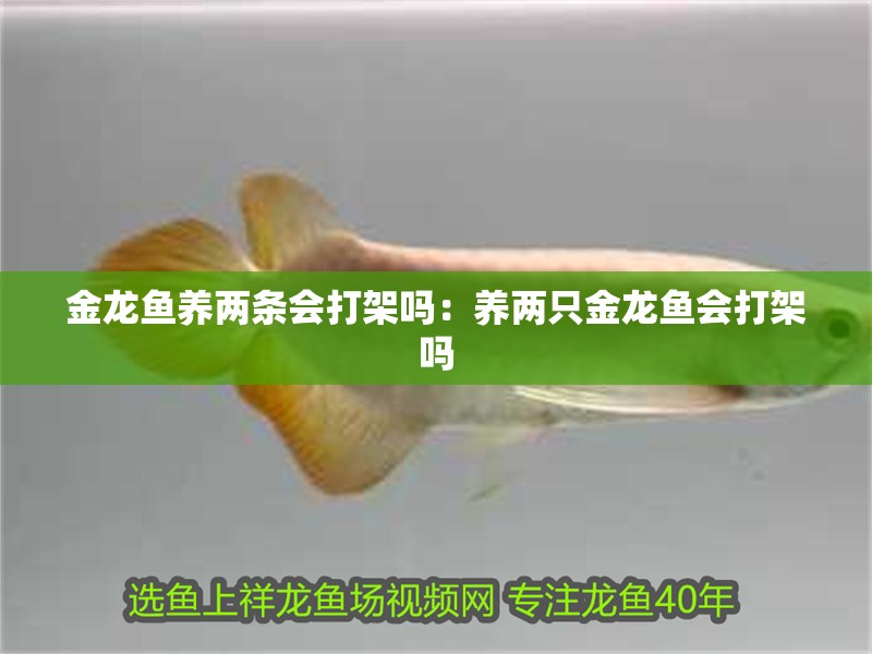 金龍魚養兩條會打架嗎：養兩只金龍魚會打架嗎