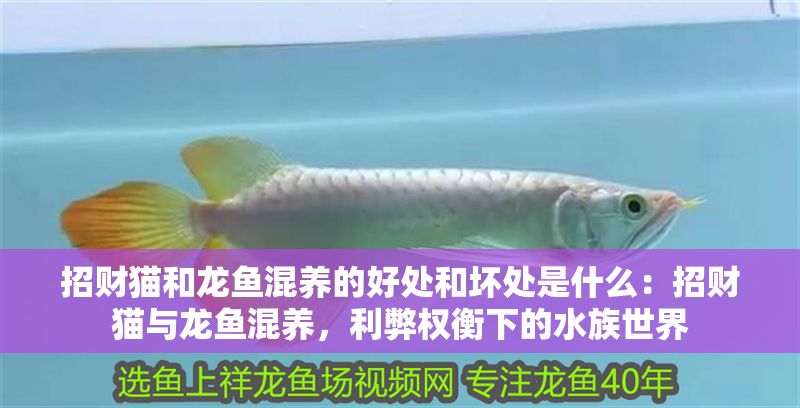 招財貓和龍魚混養的好處和壞處是什么：招財貓與龍魚混養，利弊權衡下的水族世界