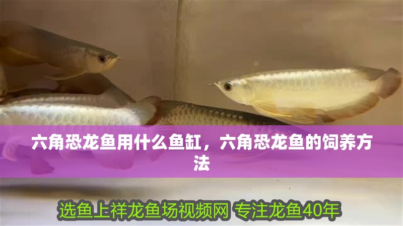 六角恐龍魚用什么魚缸，六角恐龍魚的飼養(yǎng)方法