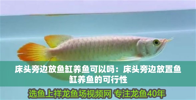 床頭旁邊放魚缸養魚可以嗎：床頭旁邊放置魚缸養魚的可行性