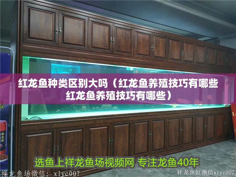 紅龍魚種類區別大嗎（紅龍魚養殖技巧有哪些紅龍魚養殖技巧有哪些）