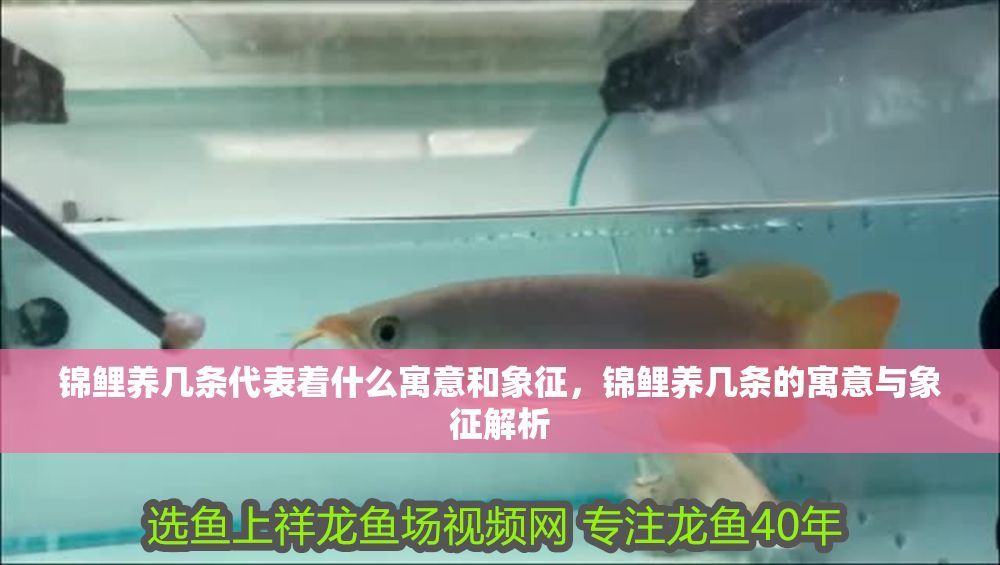 錦鯉養(yǎng)幾條代表著什么寓意和象征，錦鯉養(yǎng)幾條的寓意與象征解析