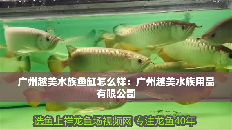 廣州越美水族魚缸怎么樣：廣州越美水族用品有限公司