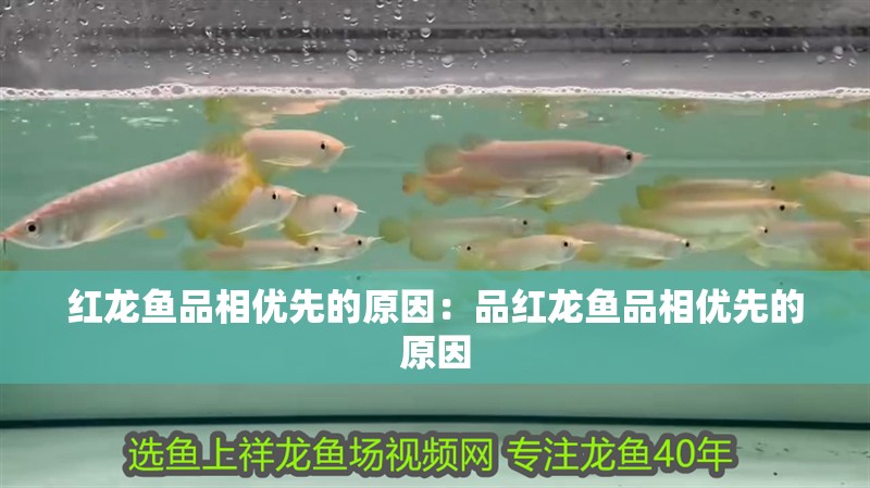 紅龍魚品相優(yōu)先的原因：品紅龍魚品相優(yōu)先的原因