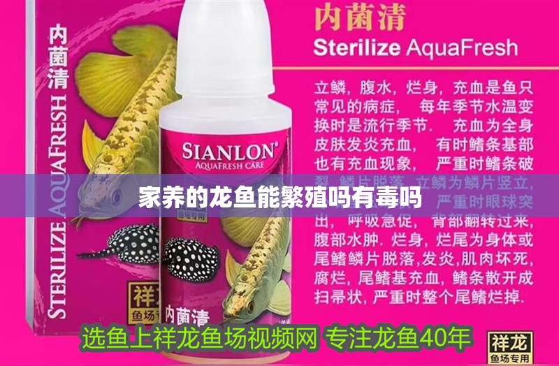 家養的龍魚能繁殖嗎有毒嗎 家養的龍魚能繁殖嗎有毒嗎 龍魚百科