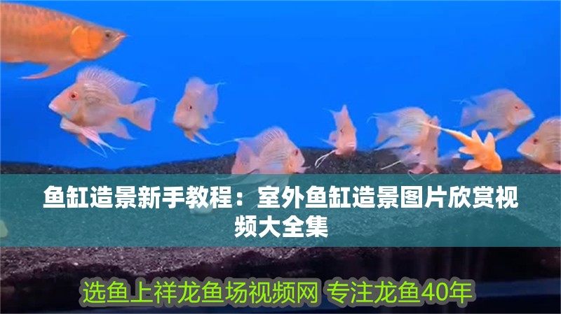 魚缸造景新手教程：室外魚缸造景圖片欣賞視頻大全集
