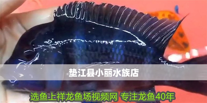 墊江縣小麗水族店