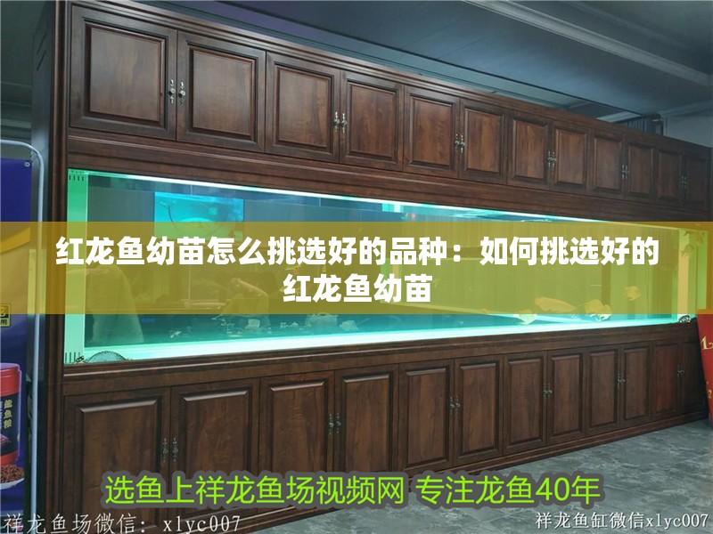 紅龍魚幼苗怎么挑選好的品種：如何挑選好的紅龍魚幼苗