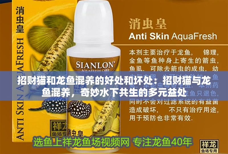 招財(cái)貓和龍魚混養(yǎng)的好處和壞處：招財(cái)貓與龍魚混養(yǎng)，奇妙水下共生的多元益處