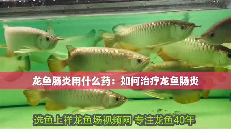 龍魚腸炎用什么藥：如何治療龍魚腸炎