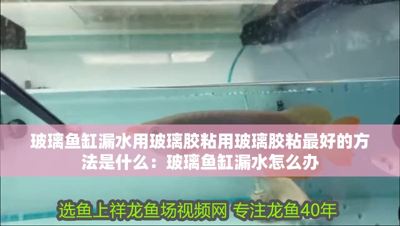 玻璃魚缸漏水用玻璃膠粘用玻璃膠粘最好的方法是什么：玻璃魚缸漏水怎么辦