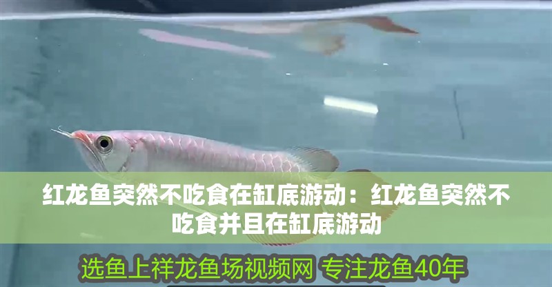 紅龍魚突然不吃食在缸底游動：紅龍魚突然不吃食并且在缸底游動