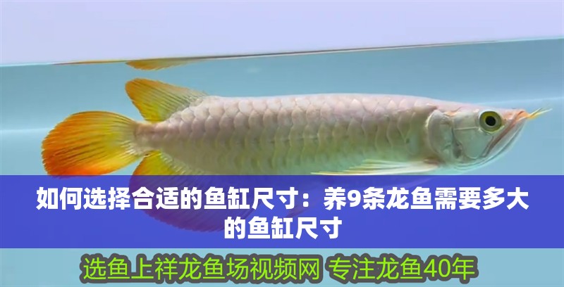 如何選擇合適的魚缸尺寸：養9條龍魚需要多大的魚缸尺寸