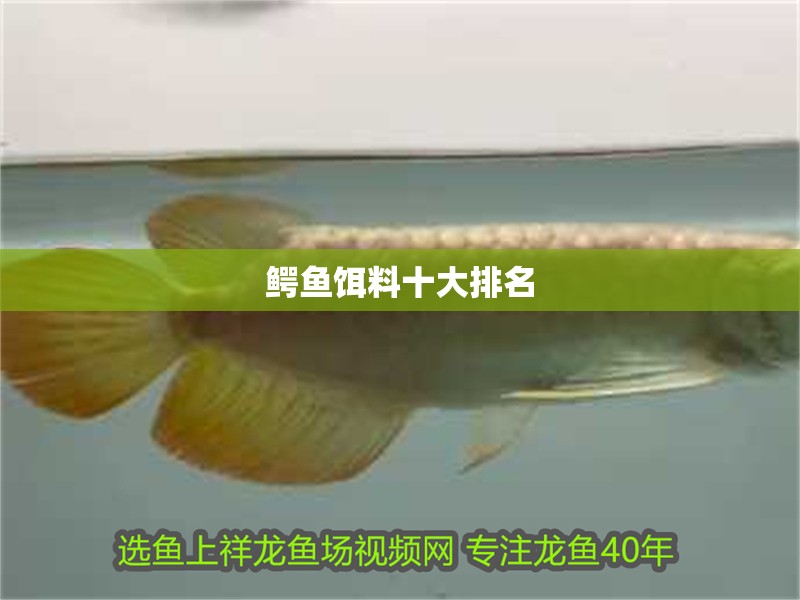 鱷魚餌料十大排名