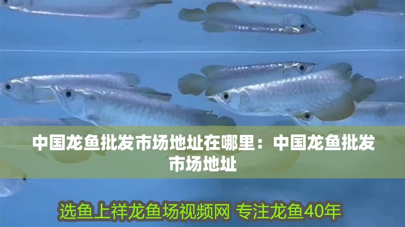 中國龍魚批發市場地址在哪里：中國龍魚批發市場地址