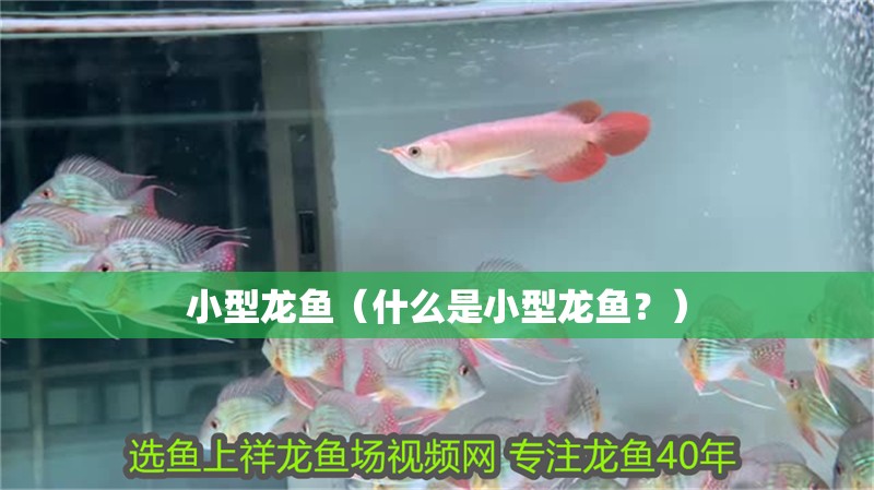 小型龍魚（什么是小型龍魚？）