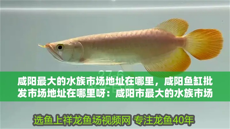 咸陽最大的水族市場地址在哪里，咸陽魚缸批發市場地址在哪里呀：咸陽市最大的水族市場