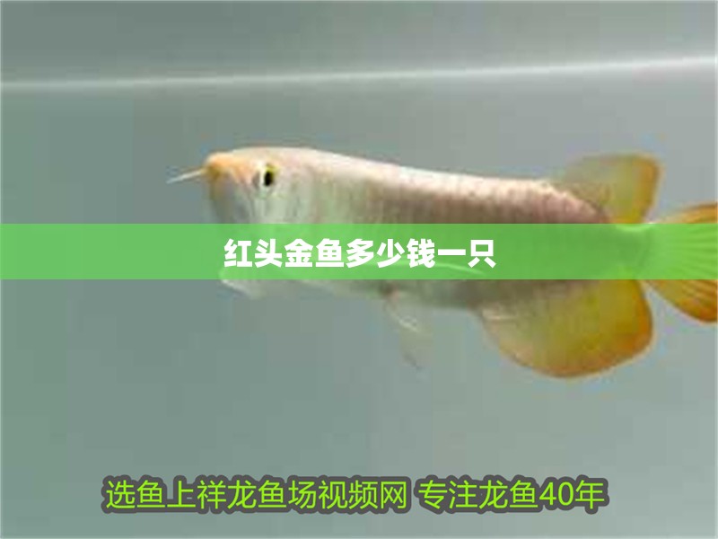 紅頭金魚多少錢一只
