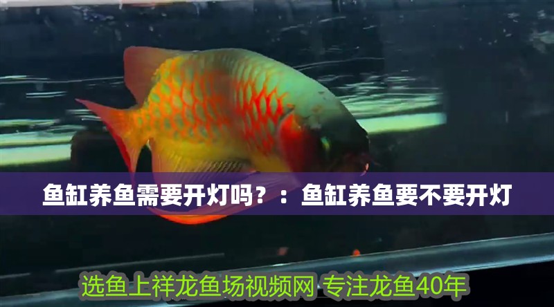 魚缸養魚需要開燈嗎？：魚缸養魚要不要開燈