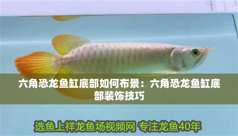鸚鵡魚和銀龍魚混養怎樣喂食 六角恐龍魚缸底部如何布景:六角恐龍魚缸底部裝飾技巧 魚缸百科 六角恐龍魚缸底部如何布景:六角恐龍魚缸底部裝飾技巧 六角恐龍魚缸底部如何布景:六角恐龍魚缸底部裝飾技巧 魚缸百科