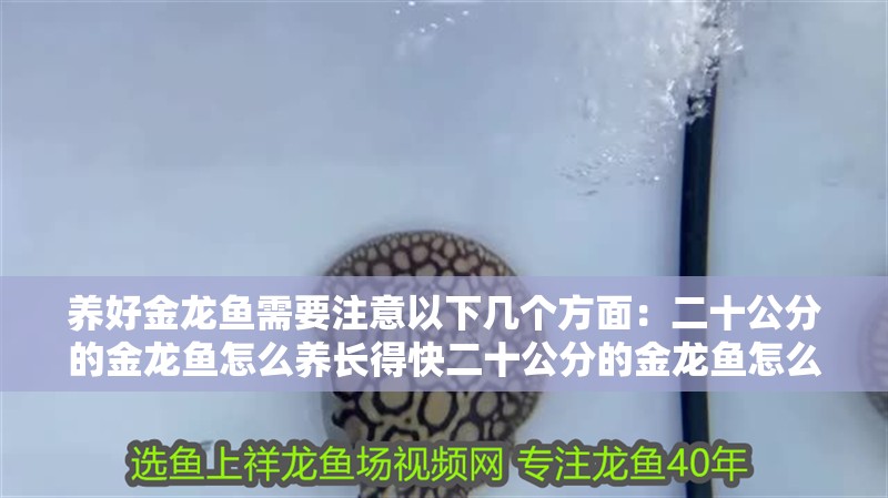 養好金龍魚需要注意以下幾個方面：二十公分的金龍魚怎么養長得快二十公分的金龍魚怎么養長得快