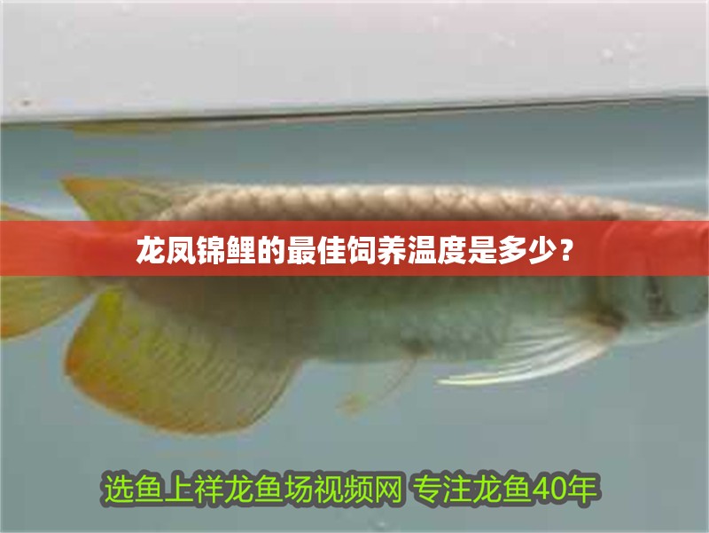 龍鳳錦鯉的最佳飼養溫度是多少？